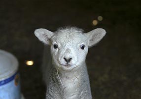 lamb